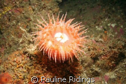 Swimming Anemone (Stomphia didemon) in 112 feet of water ... by Pauline Ridings 